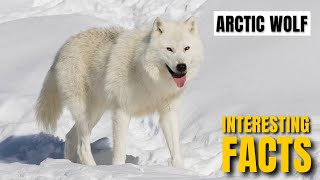 Amazing facts of Arctic Wolf | Interesting Facts | The Beast World