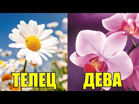 Видео: Какие цветы для знаков зодиака?