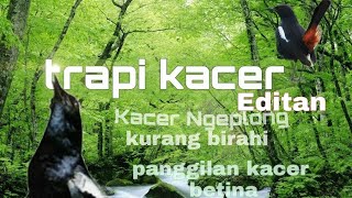 Kacer Ngeplong, kacer trapy biar cepat Gacor  #kacerberina