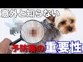 感染予防 放っておくと高確率で 亡 予防薬を食べる正しい理由をご存知ですか ノミ マダニ フィラリアに感染するとこうなる 感染予防 放っておくと高確率で 亡 予防薬を食べる正しい理由をご存知ですか ノミ マダニ フィラリアに感染するとこうなる