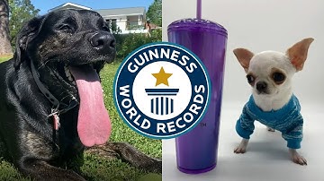 COOLEST ANIMAL RECORDS OF 2023 | Guinness World Records