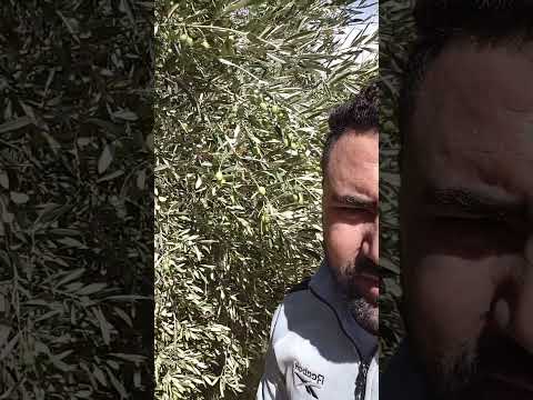 ثمن الزيتون 2025 ثمن الزيتون المغرب قلعة السراغنة