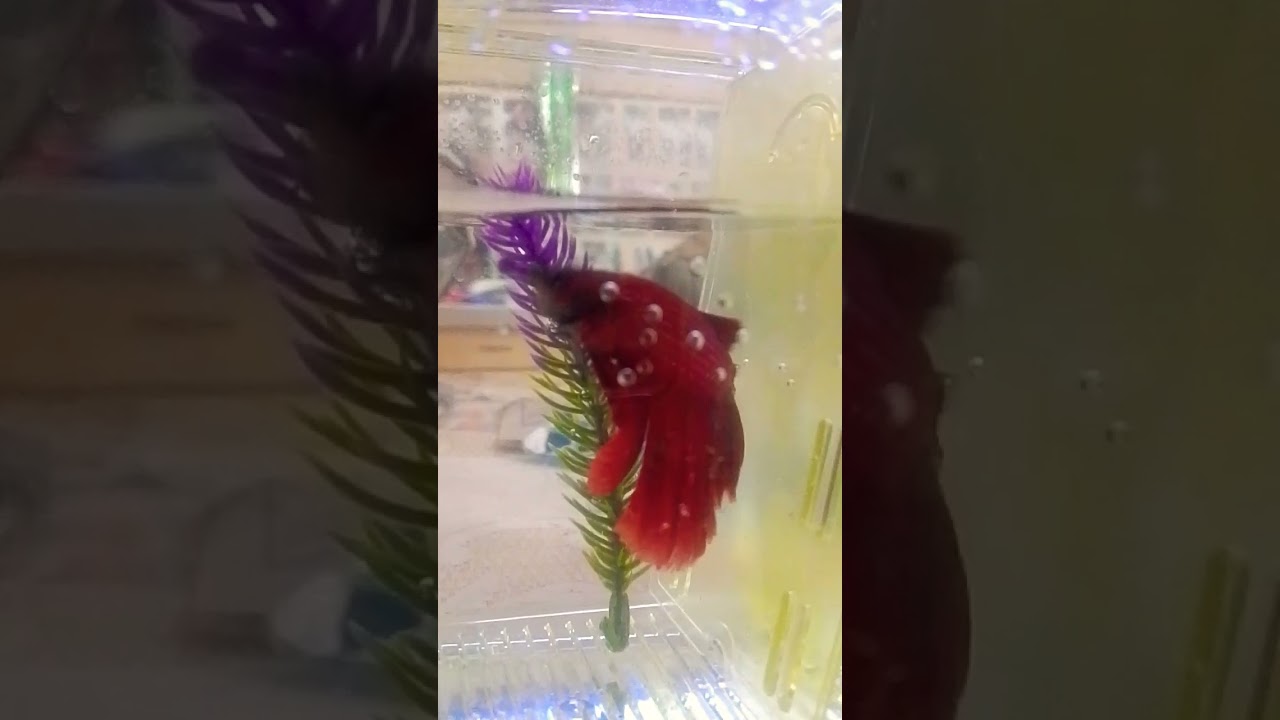 BETTA : RED EYE AND BLUE RIDER 🐟👻😈