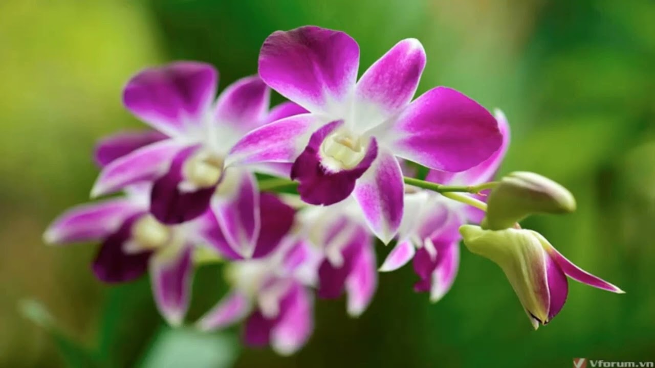 Nhạc Thánh - Xuân An Vui