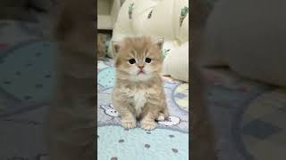 惊人 可爱 可爱 宝贝 猫 宠物 #shorts #6721 #shorts
