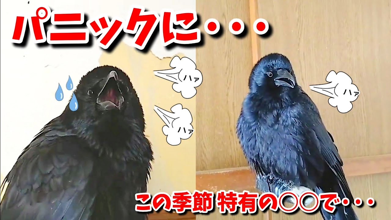 カラスパニック この季節やけに多い で 動物たちが皆 悲鳴を上げております 2307 カラス 四つ足カルテット Youtube