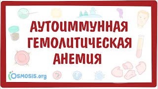 Аутоиммунная гемолитическая анемия — причины, симптомы, патогенез, диагностика, лечение