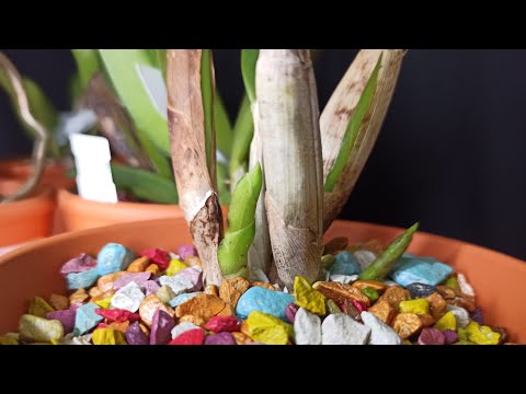 Video: Informationen über Cattleya-Orchideen - Wie man Cattleya-Orchideen anbaut