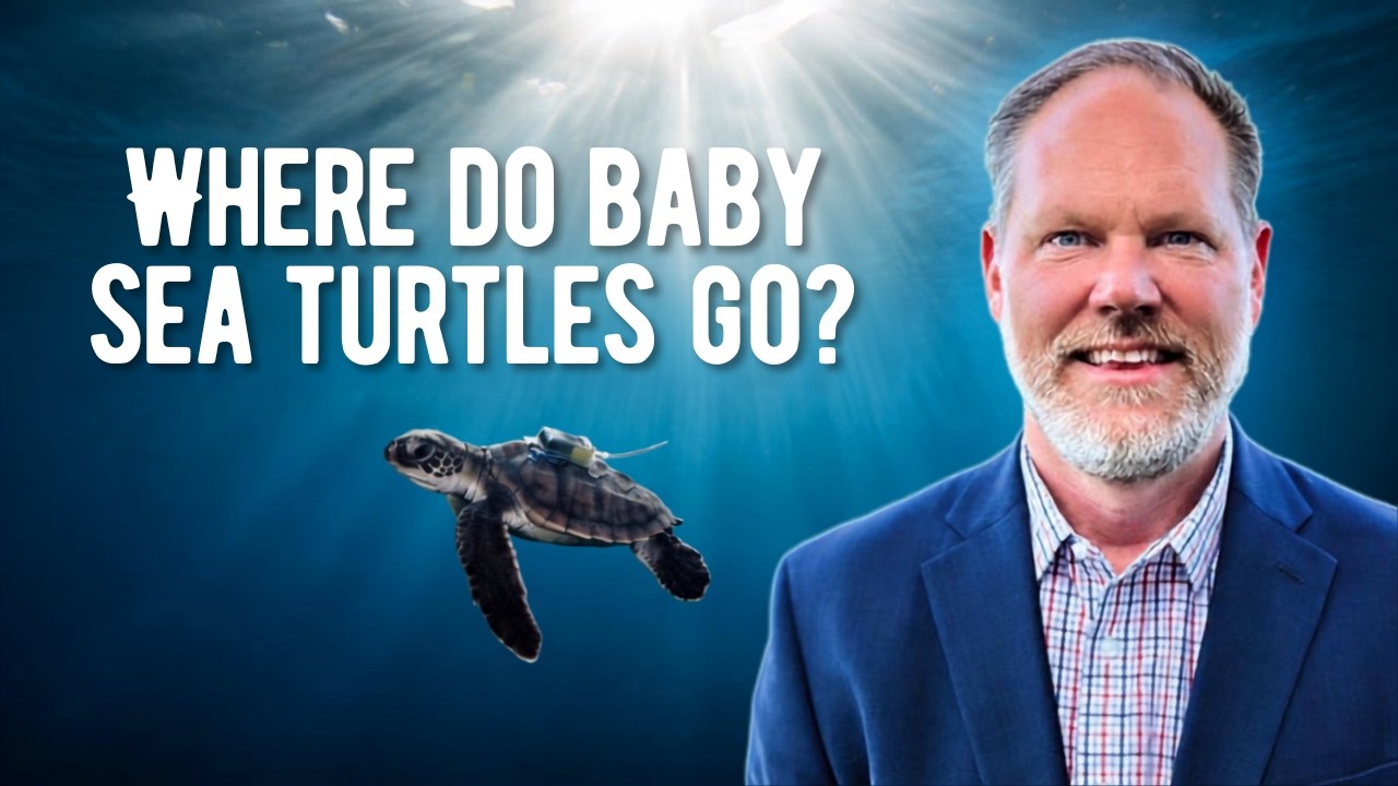 He Started Diving With Sea Turtles at Age 4. Now He Leads Their Hospital