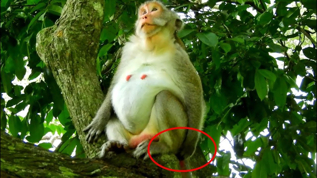 sheraton buenos aires Big Pregnant Monkey Jane, She Looks Very Strange With Her Pregnant, Hopefully She's Healthy