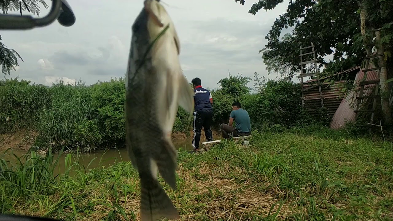 ikan