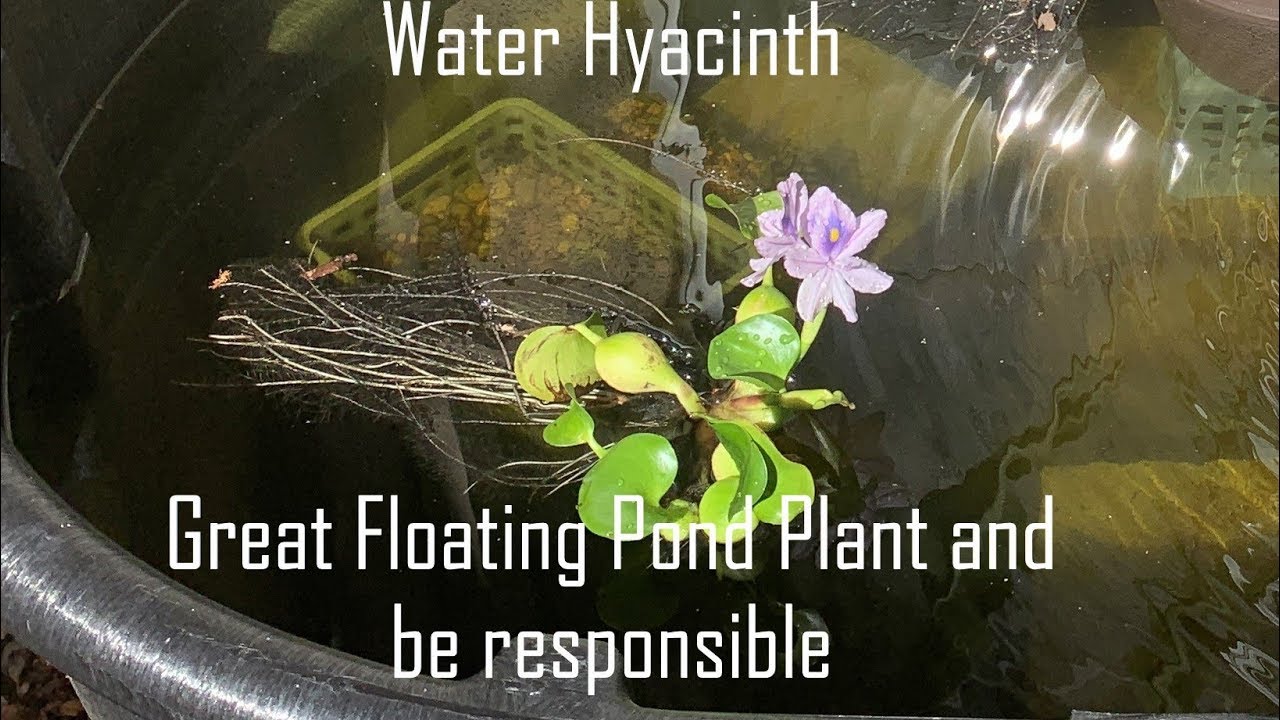 Water Hyacinth - Great Pond Plant