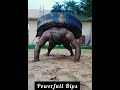 @pushup @sinhasushant #fitness #gym #practice #pushups #desi #workout