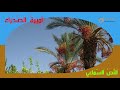 النص السماعي 13 أميرة الصحراء واحة الكلمات العربية المستوى الرابع     