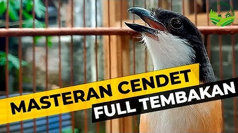 1 JAM TANPA IKLAN❗Masteran Cendet Full Isian Mewah Terbaru 2023 #cendetgacor #cendet #masterancendet