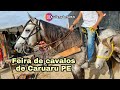 FEIRA DE CAVALOS DE CARUARU PE TERÇA FEIRA 22/12/2020 LUIZ PINTO