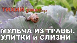 УЖАС... 🐌 УЛИТКИ И СЛИЗНИ АТАКОВАЛИ! 🐌 МУЛЬЧА ИЗ ТРАВЫ И ХВОИ. СРАВНЕНИЕ / Mulch and slugs УЖАС... 🐌 УЛИТКИ И СЛИЗНИ АТАКОВАЛИ! 🐌 МУЛЬЧА ИЗ ТРАВЫ И ХВОИ. СРАВНЕНИЕ / Mulch and slugs