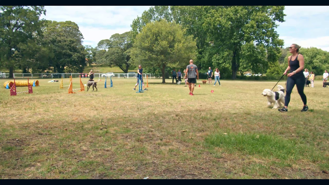 Pawsitive Vibe Fitness - Dog Agility Relay Race