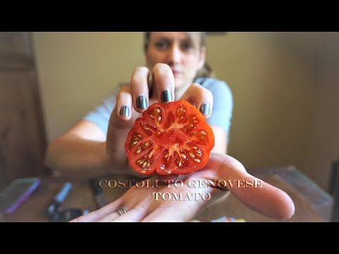 Costoluto Genovese tomato taste test