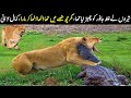 Lions Messed With Wrong Animal This Time || Wild Crocodile Attacks - Planet Earth