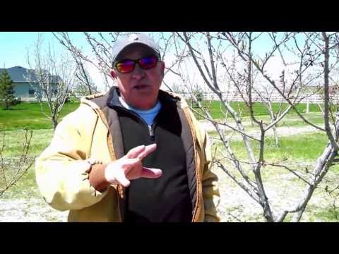 Thinning Peaches for
