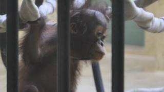 ボルネオオランウータンの綱遊び