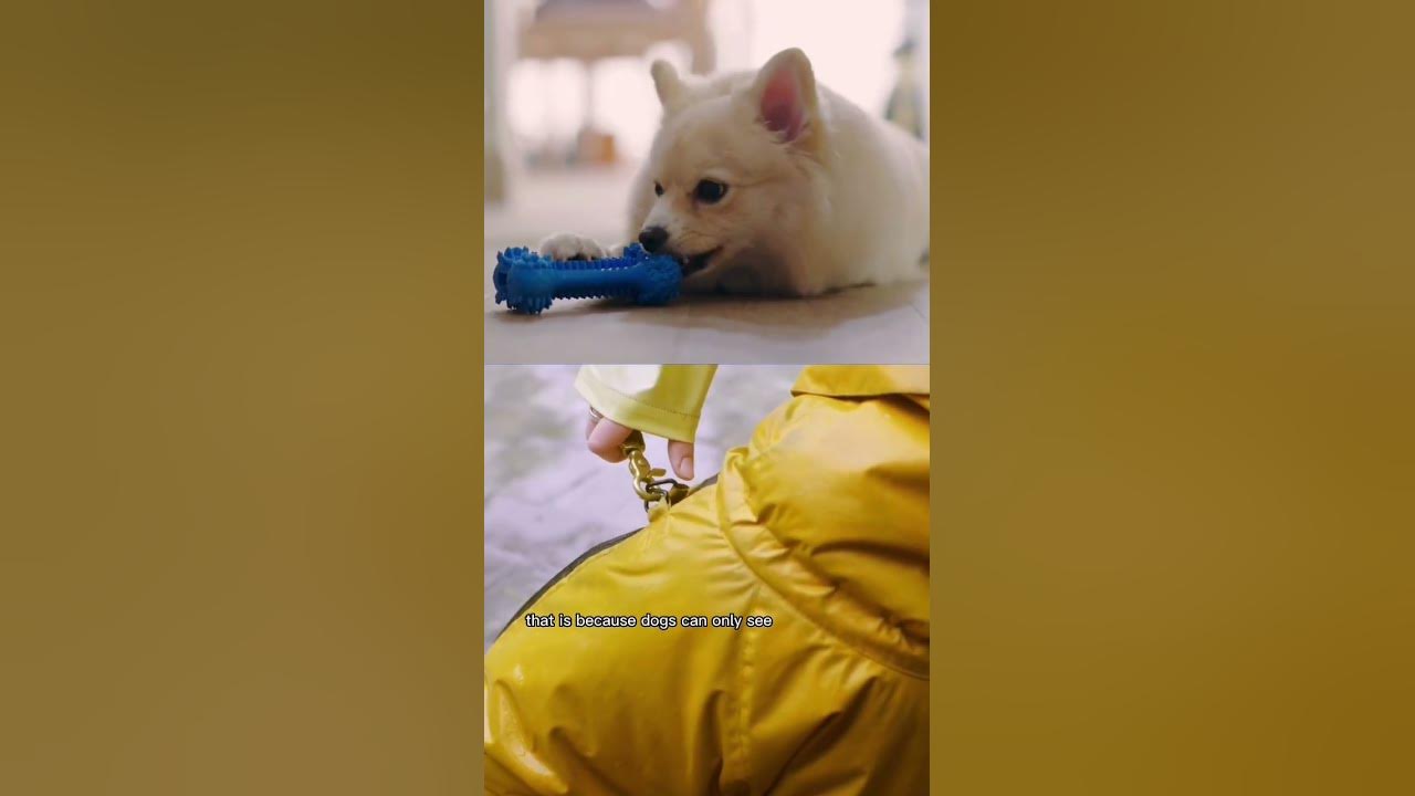 Can dogs see color? 👀