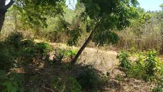 Video of 0.25 acre Land for sale in Diani Kosovo area near Forest Dream Cottages @ 1.75m