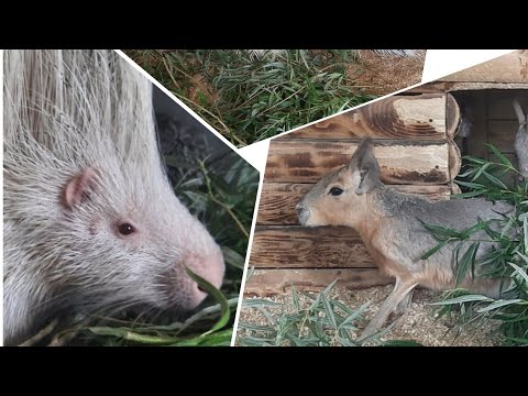 Видео: Немного о других жителях нашего дома часть 1 #homezoo #экзотическиеживотные  #petmonkey #дикобраз