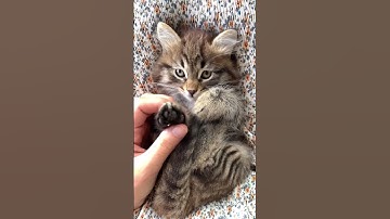 lazy cat #shorts #short #shortvideo #cats #cat #catanddog