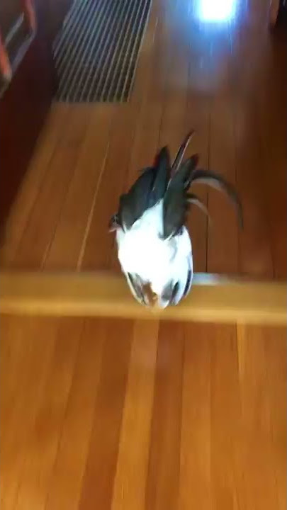 Koji the Rooster Running to Be Held by His Favorite Human || ViralHog