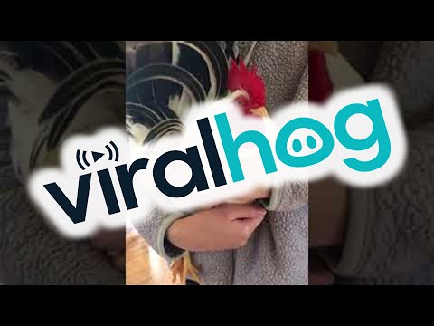 Koji the Rooster Running to Be Held by His Favorite Human || ViralHog