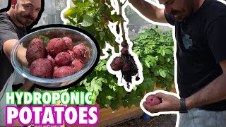 Harvesting Hydroponic Potatoes & Updates