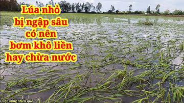 Lúa nhỏ bị mưa ngập sâu có nên bơm khô liền hay chừa nước.