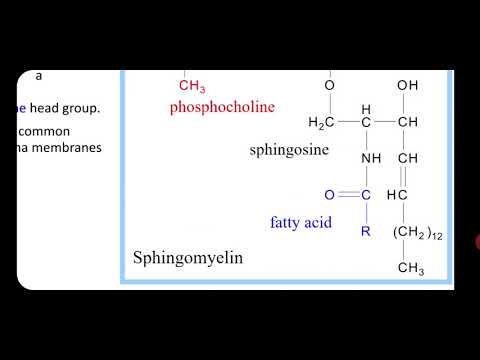Sphingomyelins,ceramide and cerebrosides