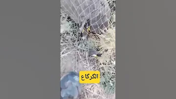 القورع الشبكة الأرضية الحسون الخلوي اكسبلور طيور الحسون الظالم الحسون المغربي 