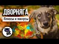 ✔ Дворняга: плюсы и минусы беспородной собаки