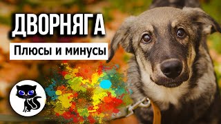 ✔ Дворняга: плюсы и минусы беспородной собаки