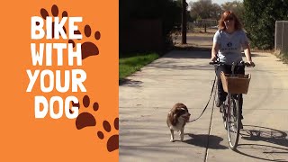 Train Your Dog to Run Next To Your Bicycle