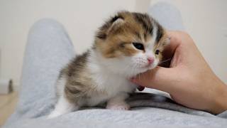 Kitten Nico is sleepy, but his mother cat Kiki always wakes him up.