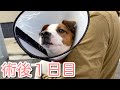 【避妊手術後1日目】まるで別犬？超おとなしくなった　ジャックラッセルテリア子犬【なのは】