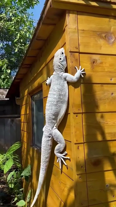 Giant Albino Gecko Climbs House | 4K Ultra Realistic Animation #GiantGecko #petgecko #gecko