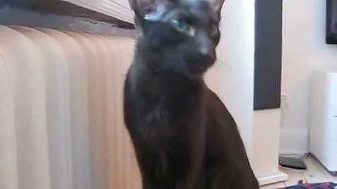Watch the video about Julius - oriental longhair kitten, 22 weeks