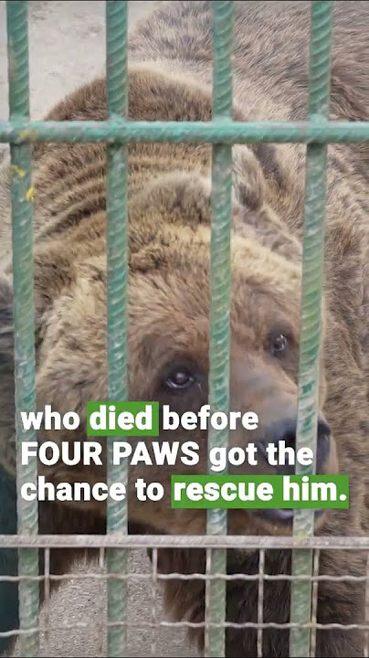 Support Bears Like Mascha in Slovenia now