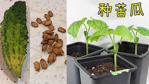 種苦瓜/涼瓜, 育種育苗催芽, 只要知道這一點輕鬆育苗💡身邊的種子系列一, How to grow bitter melon from seeds - 天天要聞
