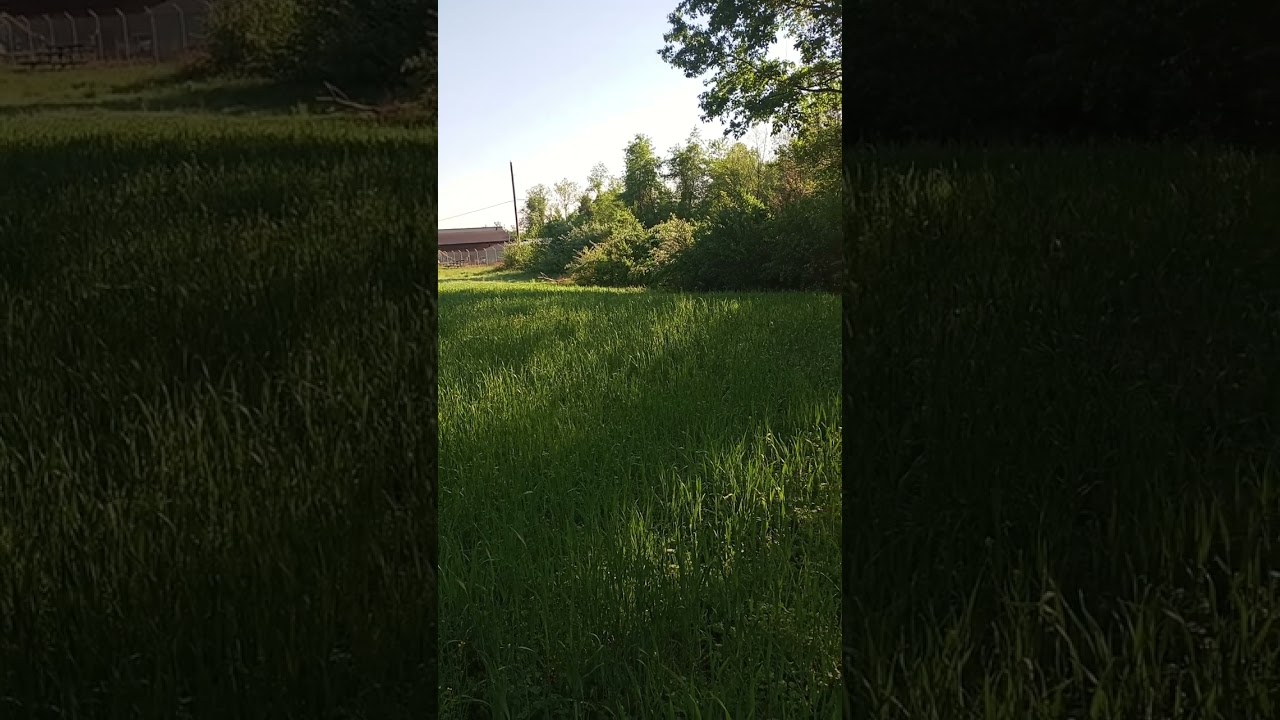 Spring Training started Today,Cane,Mule,Jack and young puppy Rip