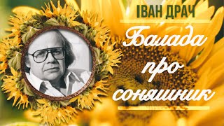 Іван Драч «Балада про соняшник» / Вірш / Слухати онлайн