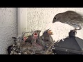 Backyard Bird Watching: House Finch Nest 5 Weeks Complete Documentary