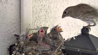 Backyard Bird Watching: House Finch Nest 5 Weeks Complete Documentary