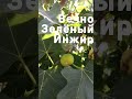 Ранний инжир. Саженцы черенки инжира